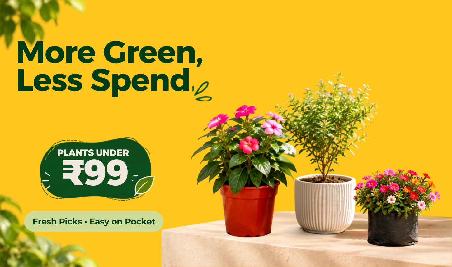 Plants under ₹99
